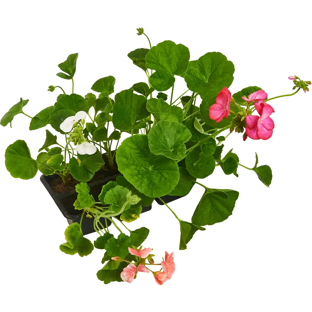 Santreyd: Пеларгония зональная в кассете для сада и интерьера 82678337 STLM-0033881 - Вид №1