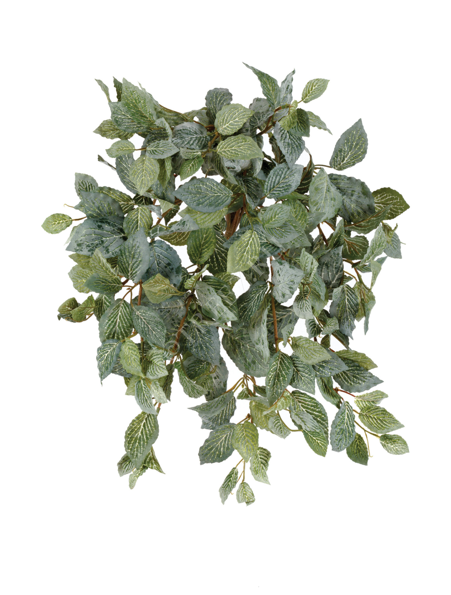 20.1382L Фиттония Свит ампельная припылённая Цветочная коллекция 