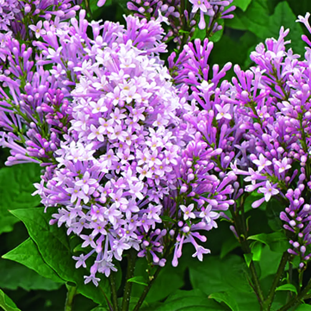 Santreyd Сирень Вегерская - пышный кустарник с лиловыми соцветиями 89369807 STLM-0963398