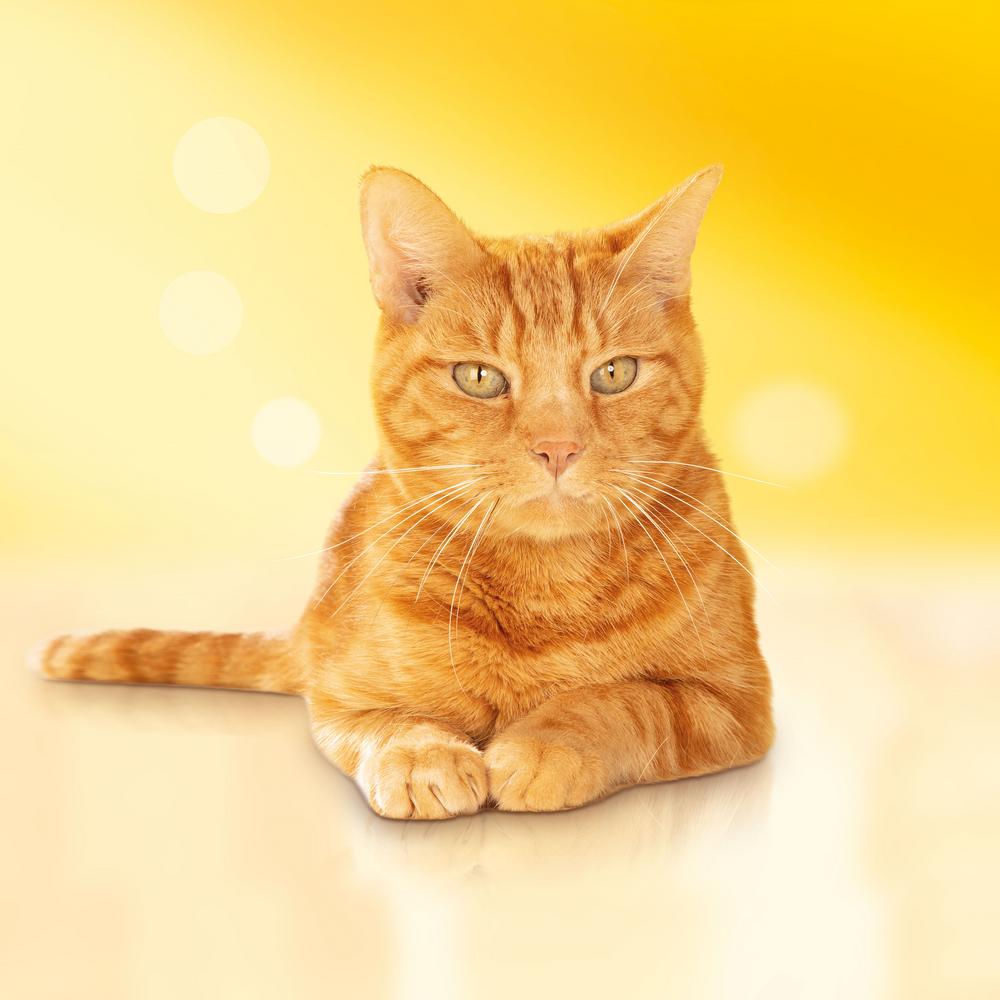 ПР0051842 Корм для кошек курица, овощи, сух. 1,5 кг Friskies  - Вид №11