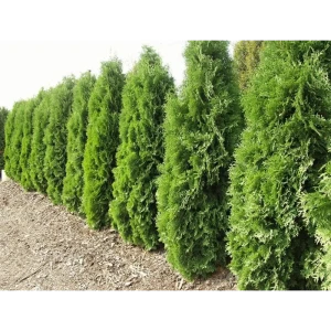 Туя Западная Малониана ø15 h35 см Кутепово 84519072 STLM-2126437