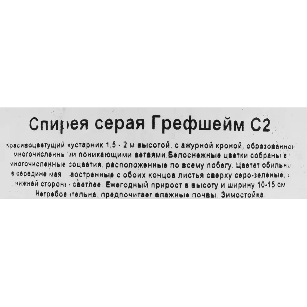 Спирея серая Грефшейм Santreyd - саженец с поникающими ветвями 85325004 STLM-0061555 - Вид №1