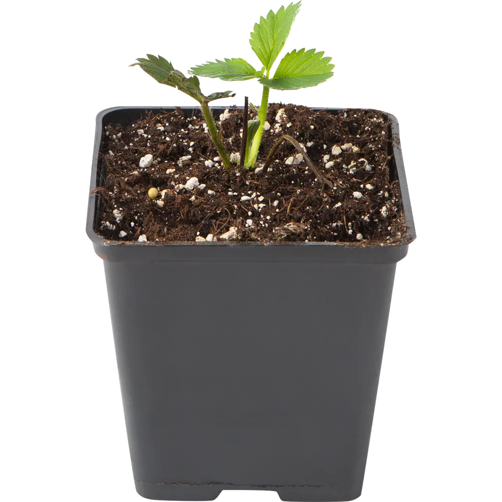 Земляника садовая «Эльвира» 9x15 см 82625405 STLM-2051711 PLANTMARKET 