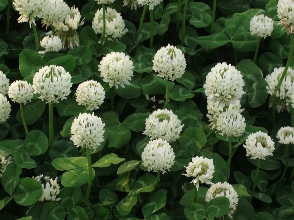 Santreyd Клевер ползучий Универсальный - газонная трава для идеального покрытия 0.3 кг 89086285 STLM-0078187 - Вид №1