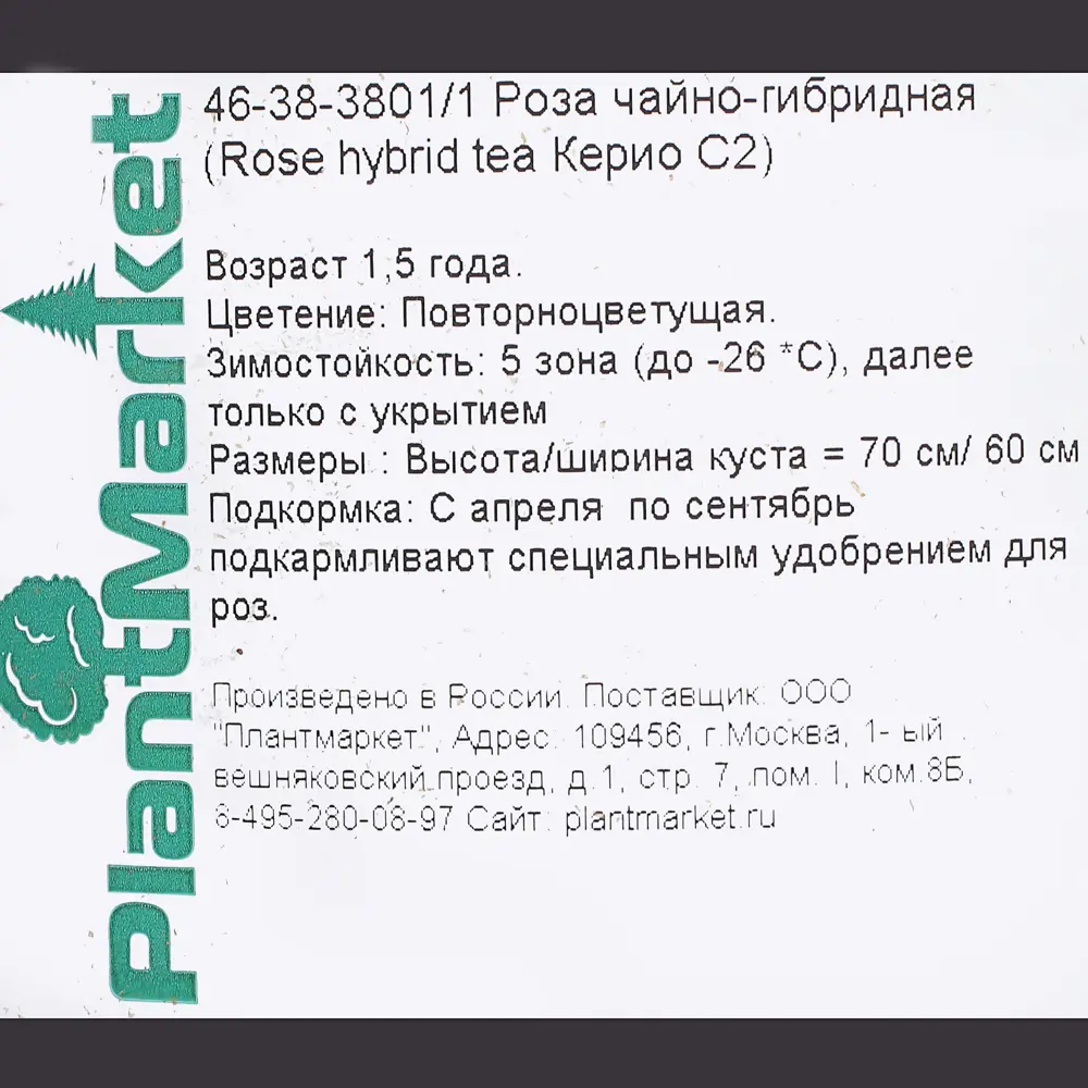 Роза чайно-гибридная «Керио» С2, цвет жёлтый 81969319 STLM-2062302 PLANTMARKET  - Вид №2