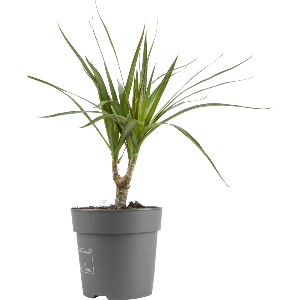 Santreyd Драцена Маргината Биколор — вечнозеленый акцент для интерьера 82578924 STLM-0030481 - Вид №2