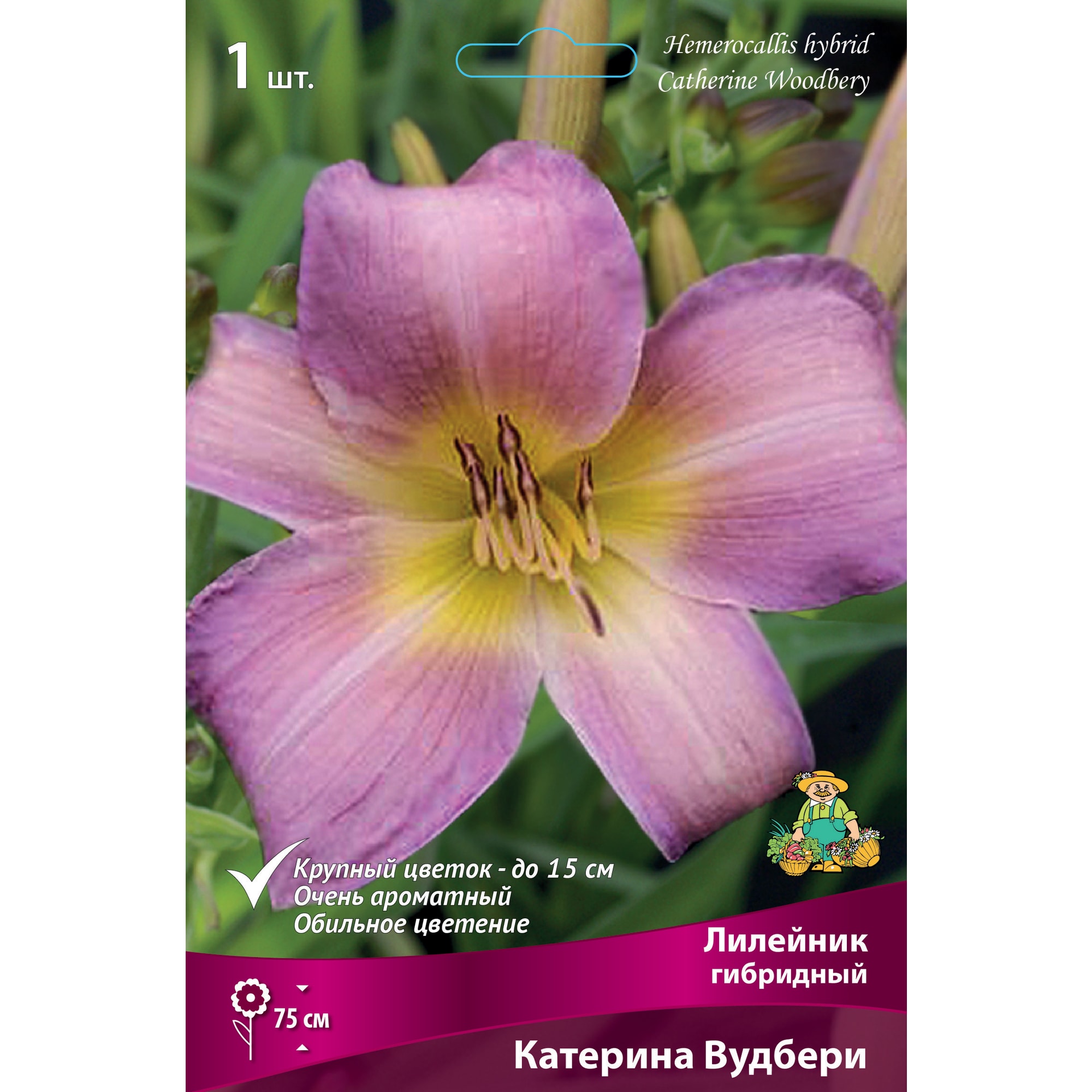 88295005 Лилейник гибридный Катерина вудбери луковица I Santreyd 