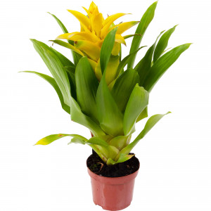 82548578 Гузмания Капкейк микс 9х40 см