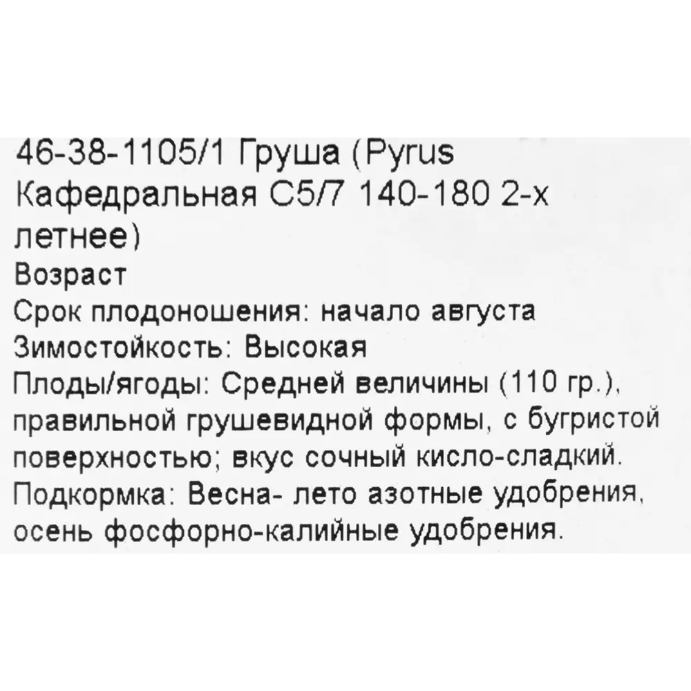Груша кафедральная C5-7 2 года PLANTMARKET STLM-2051063 - Вид №1