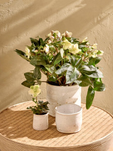 Круглая глиняная ваза