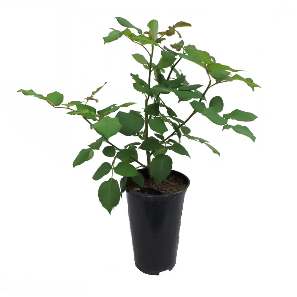 Santreyd Белая роза классическая бокаловидная для срезки 18648577 STLM-0966116