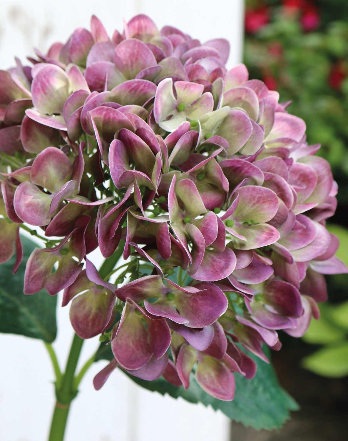 2270 208 a3 Гортензия пластиковая, 65 см, фиолетово-зеленая H-andreas  - Вид №5