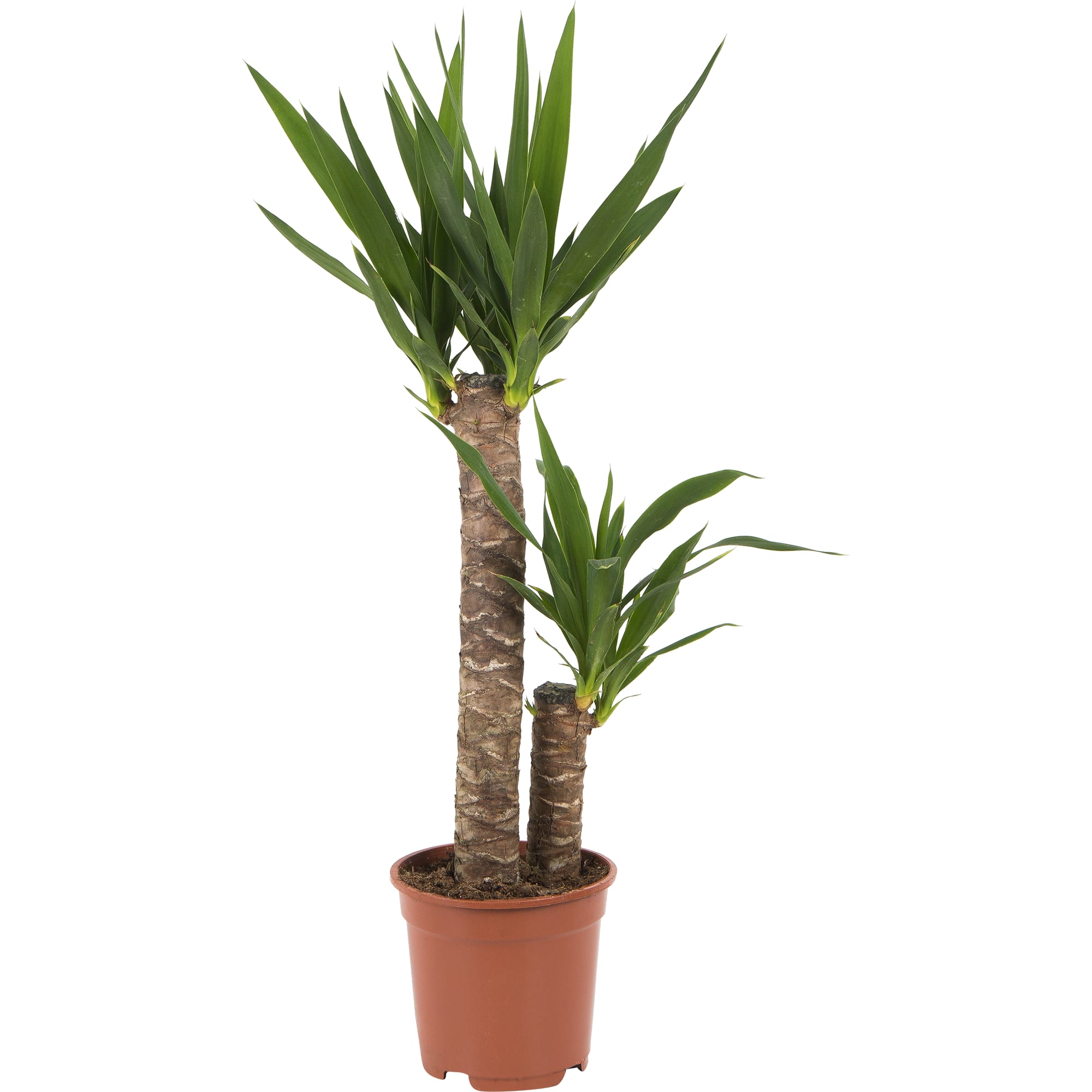 15745401 Юкка элефантис 17х75 см, 2 ствола Santreyd  - Вид №4