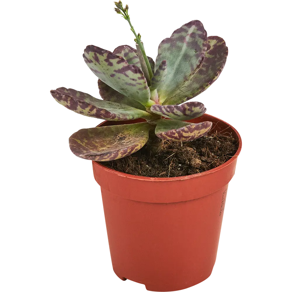 Santreyd Каланхое Зебра — комнатное растение с полосатыми листьями 87819688 STLM-0951605