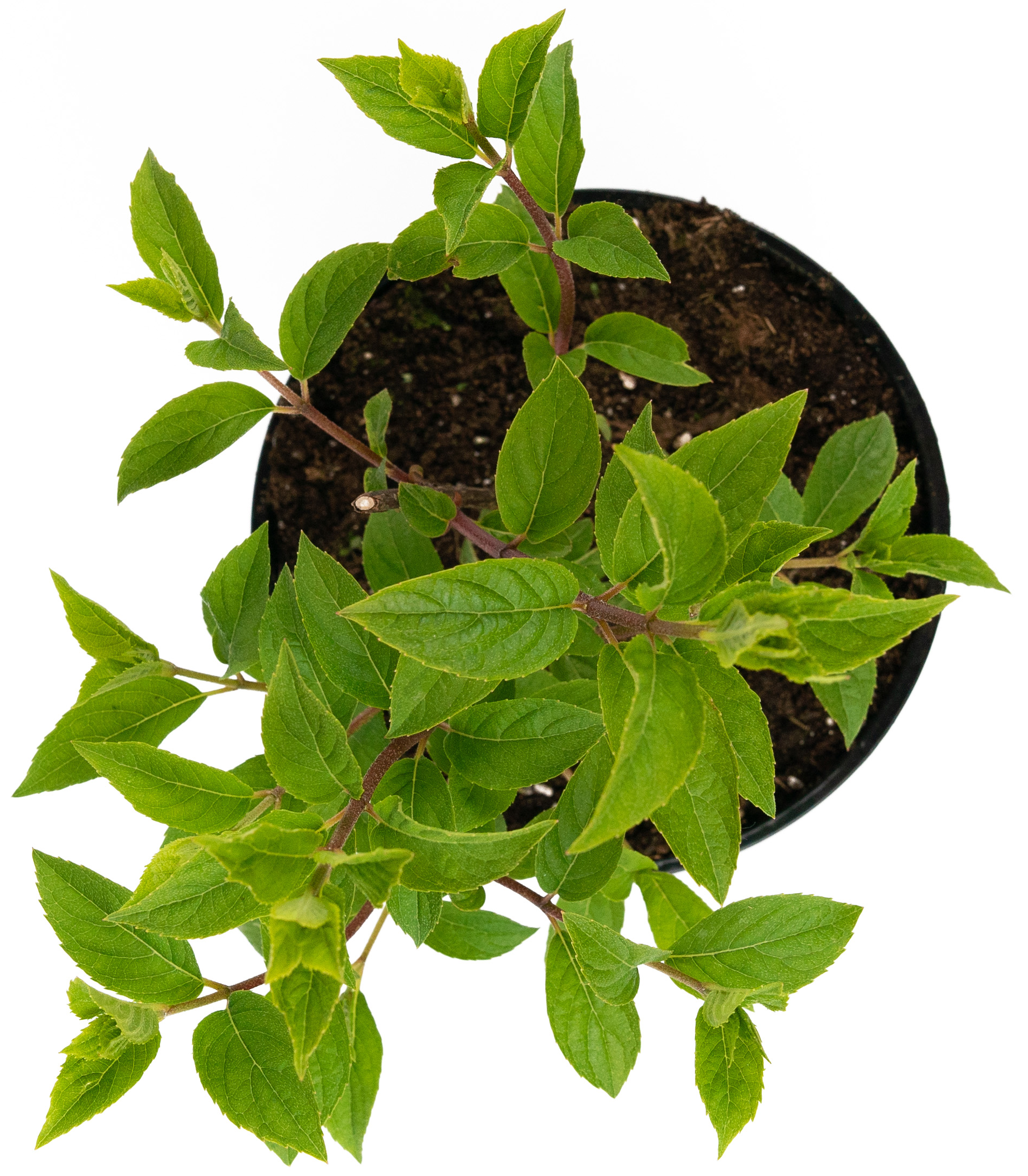 Гортензия метельчатая Vanille Fraise - саженец цветущего растения 84841601 Santreyd STLM-0055902 - Вид №2