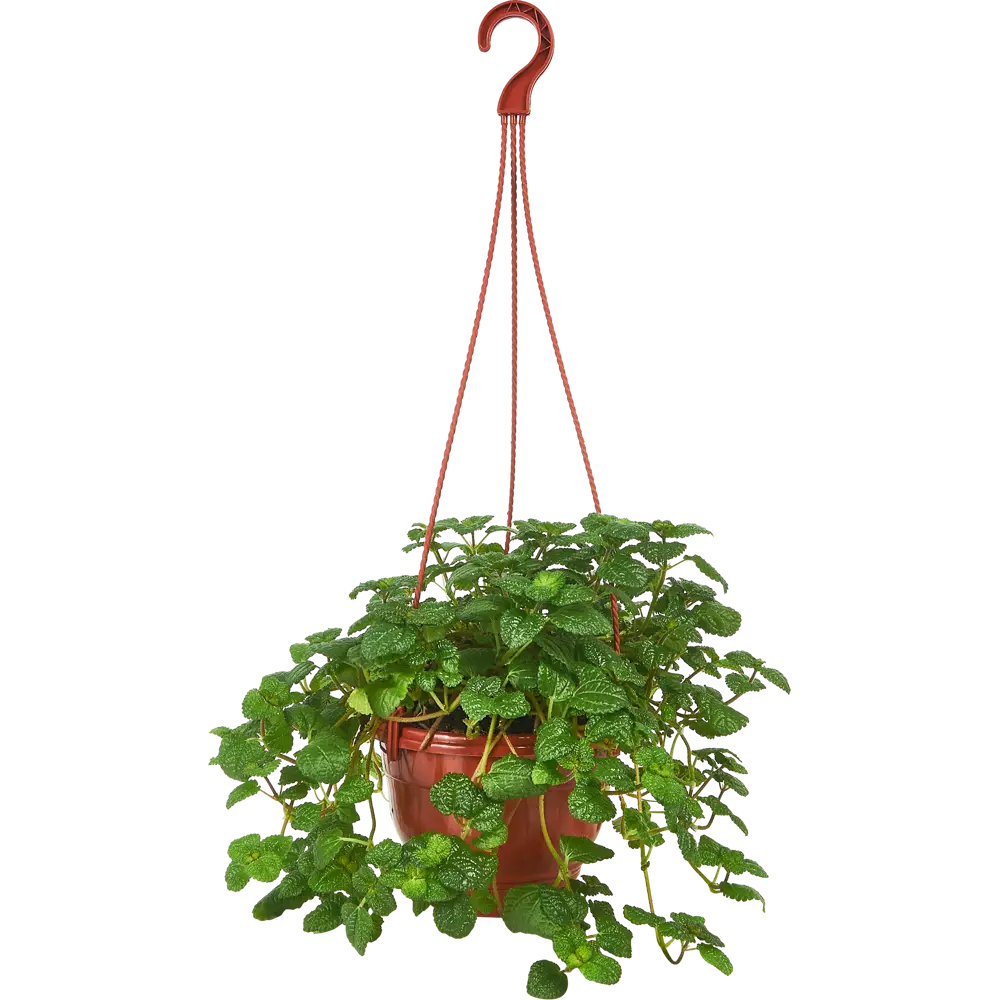 Santreyd Пеперомия Монетолистная — изящное комнатное растение с декоративной листвой 85535962 STLM-0063570