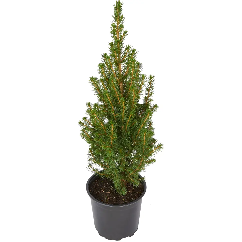 Ель Коника ø11 h25 см 86330943 STLM-2051615 Santreyd 