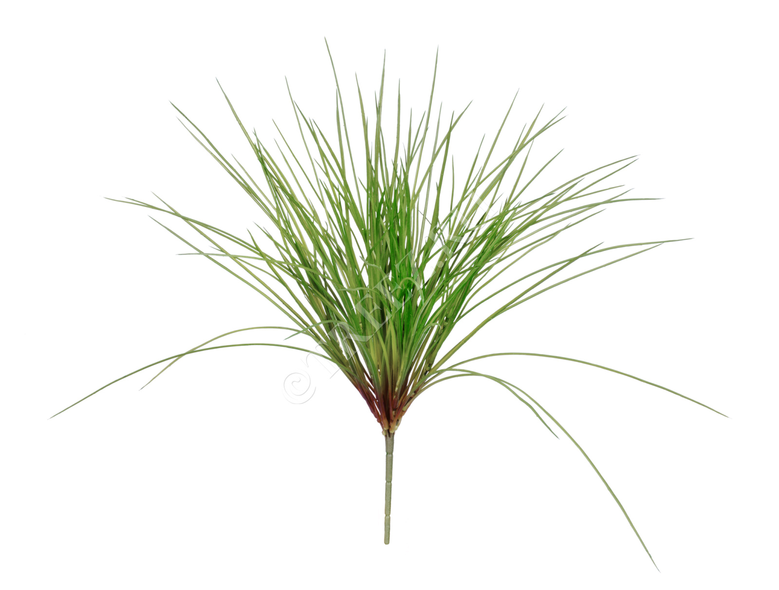 20.091402N Трава Оньон куст средний Цветочная коллекция 