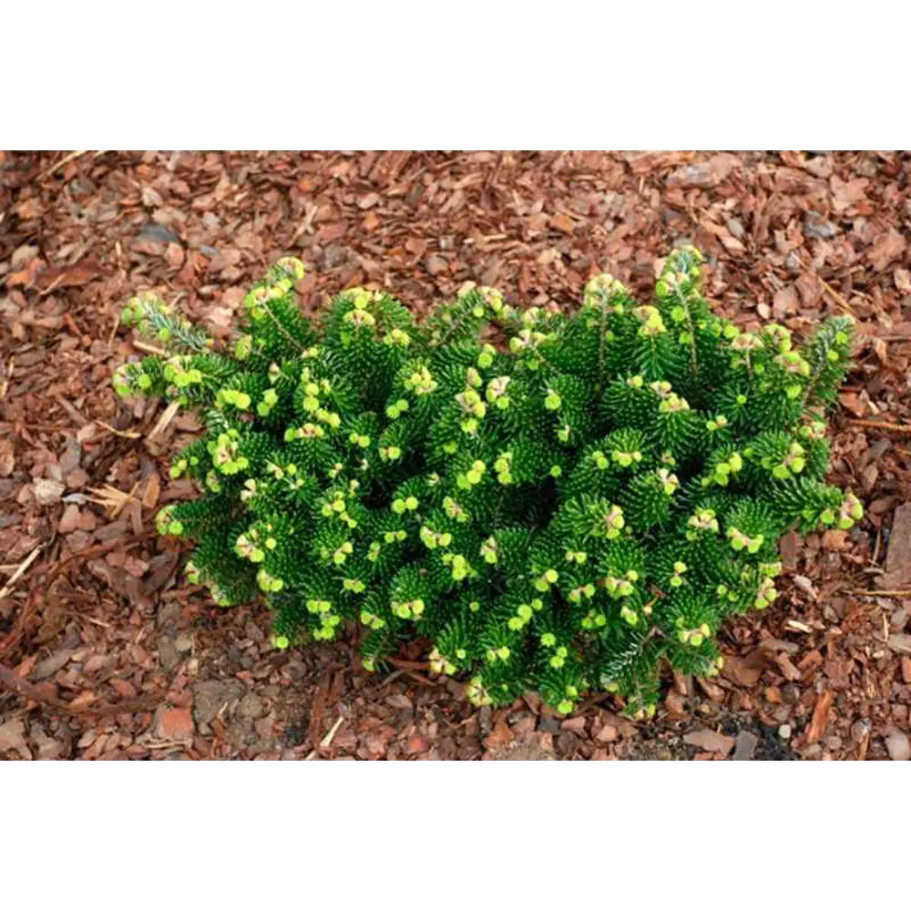 Пихта корейская Бриллиант - компактное хвойное растение для сада 89363865 Santreyd STLM-0953992