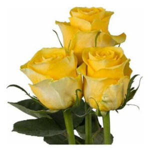 Роза Брайтон 80 см