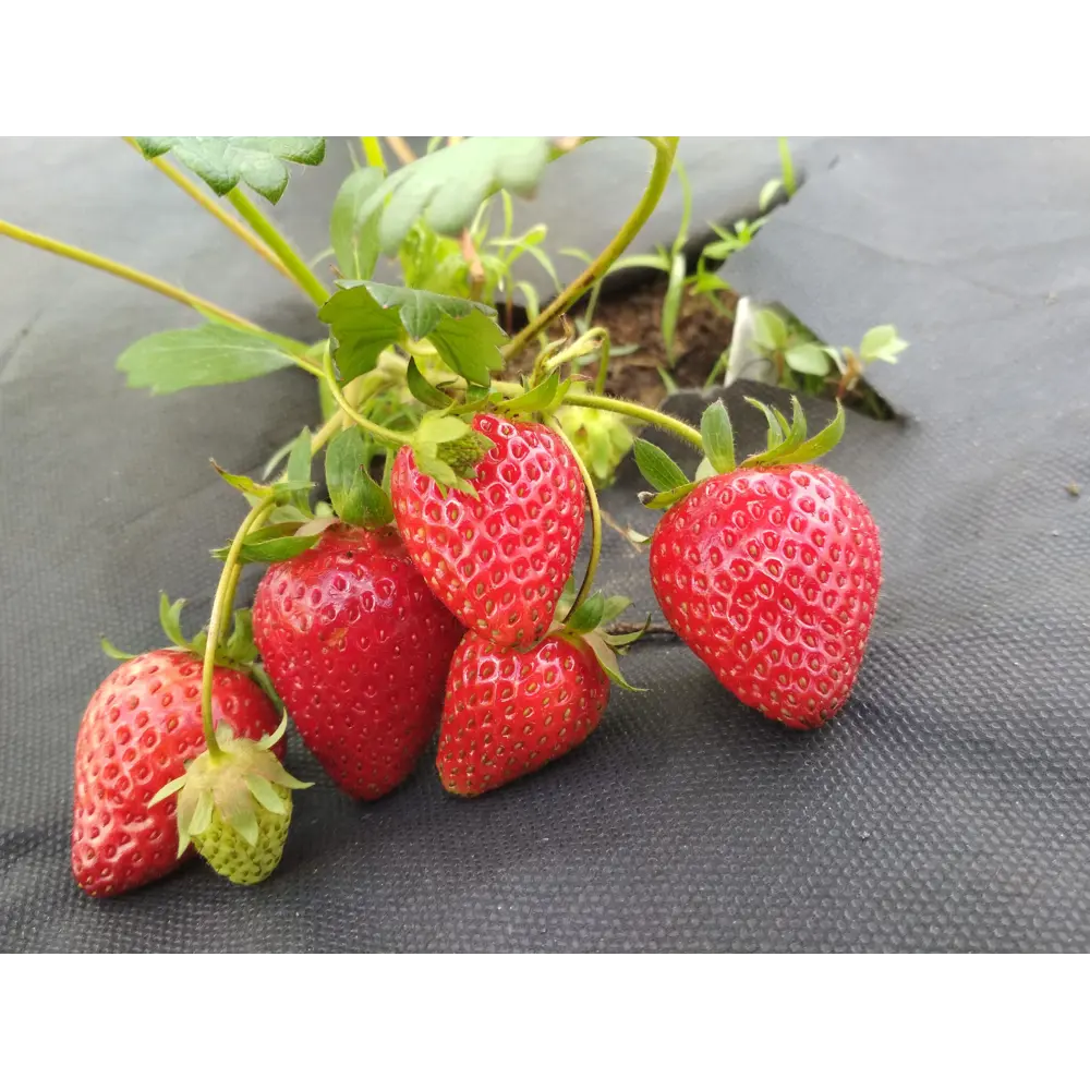 Земляника садовая «Сирия» 9x15 см 82625408 STLM-2010963 PLANTMARKET 