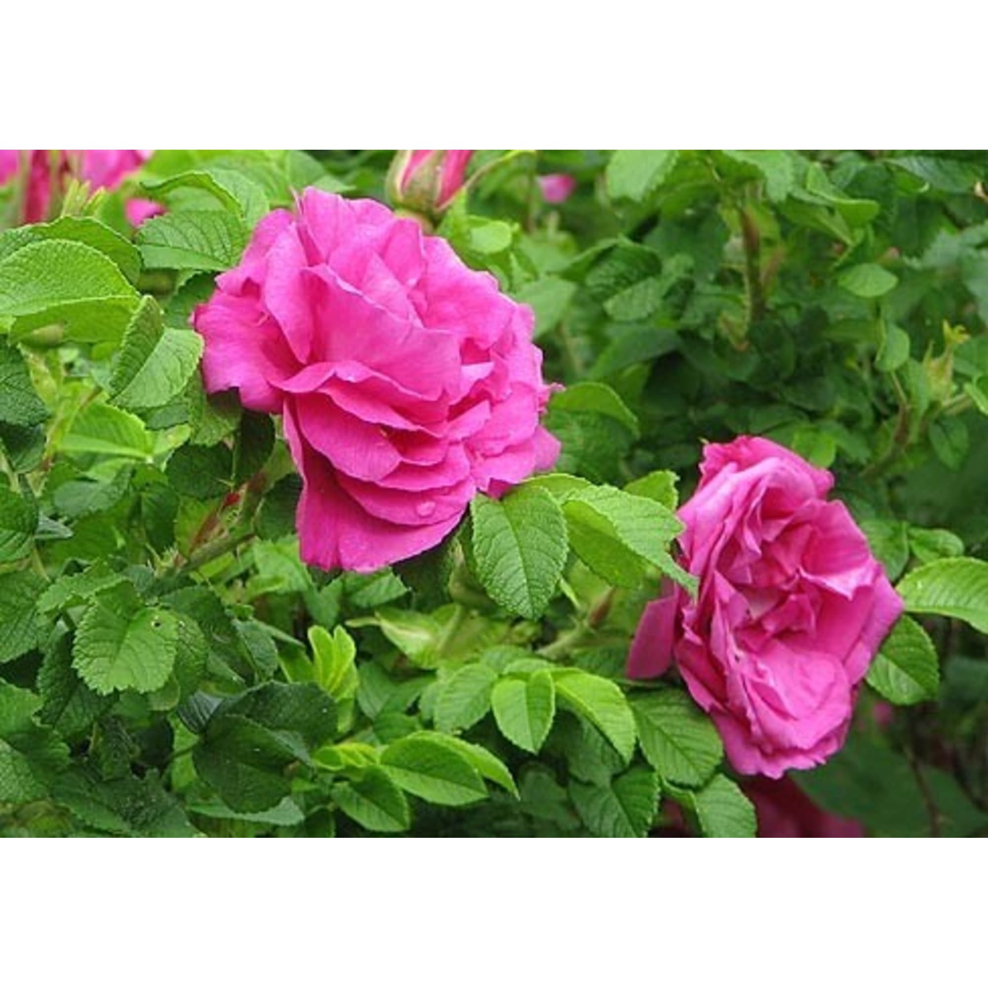 82595269 Шиповник морщинистый «Рубра» 15x40 см Santreyd  - Вид №3