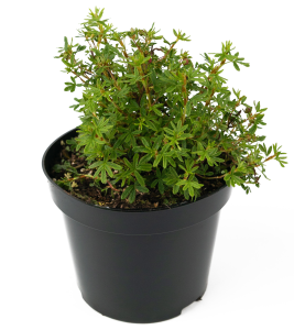 Лапчатка кустарниковая Red Ace 84841632