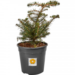 82601676 Пихта корейская 23x40 см