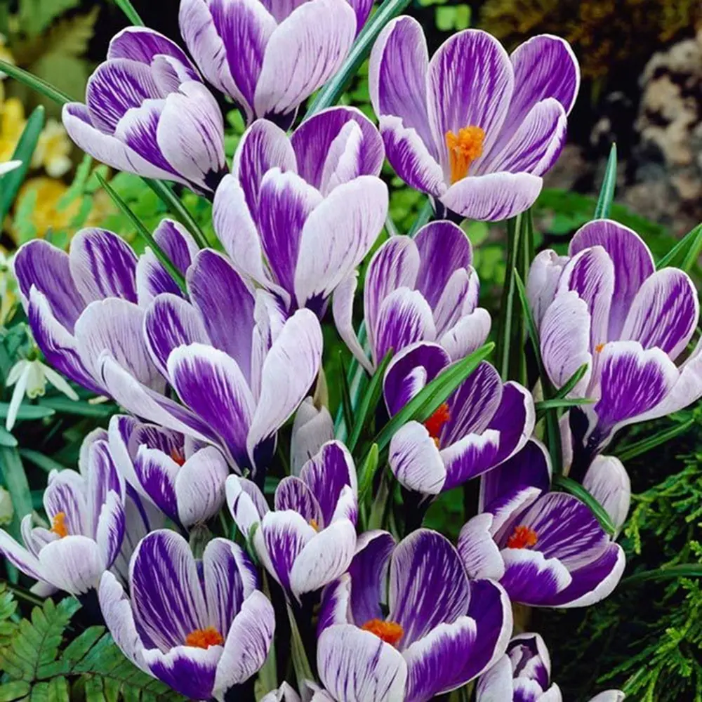 Крокус Geolia «King of Striped» 15044794 STLM-2161741 