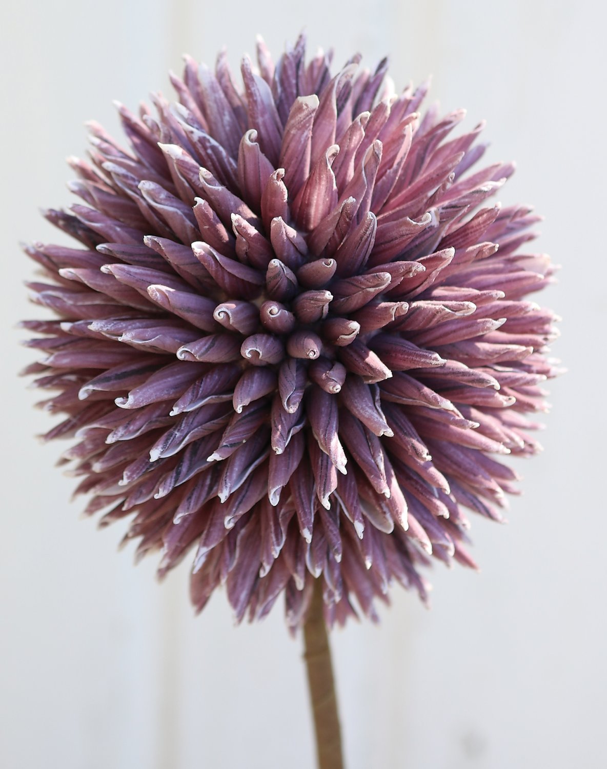 7890 215 a3 Искусственный мягкий цветок 'allium', 80 см, слива H-andreas  - Вид №1