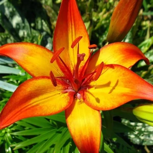 Лилия «Giraffe», 12х14 см