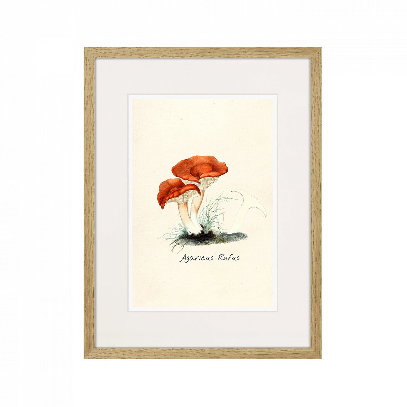 Литография на тонированной бумаге 42х32 см Botany illustration №5, 1836г. КАРТИНЫ В КВАРТИРУ  264505 Белый;коричневый;разноцветный  - Вид №1