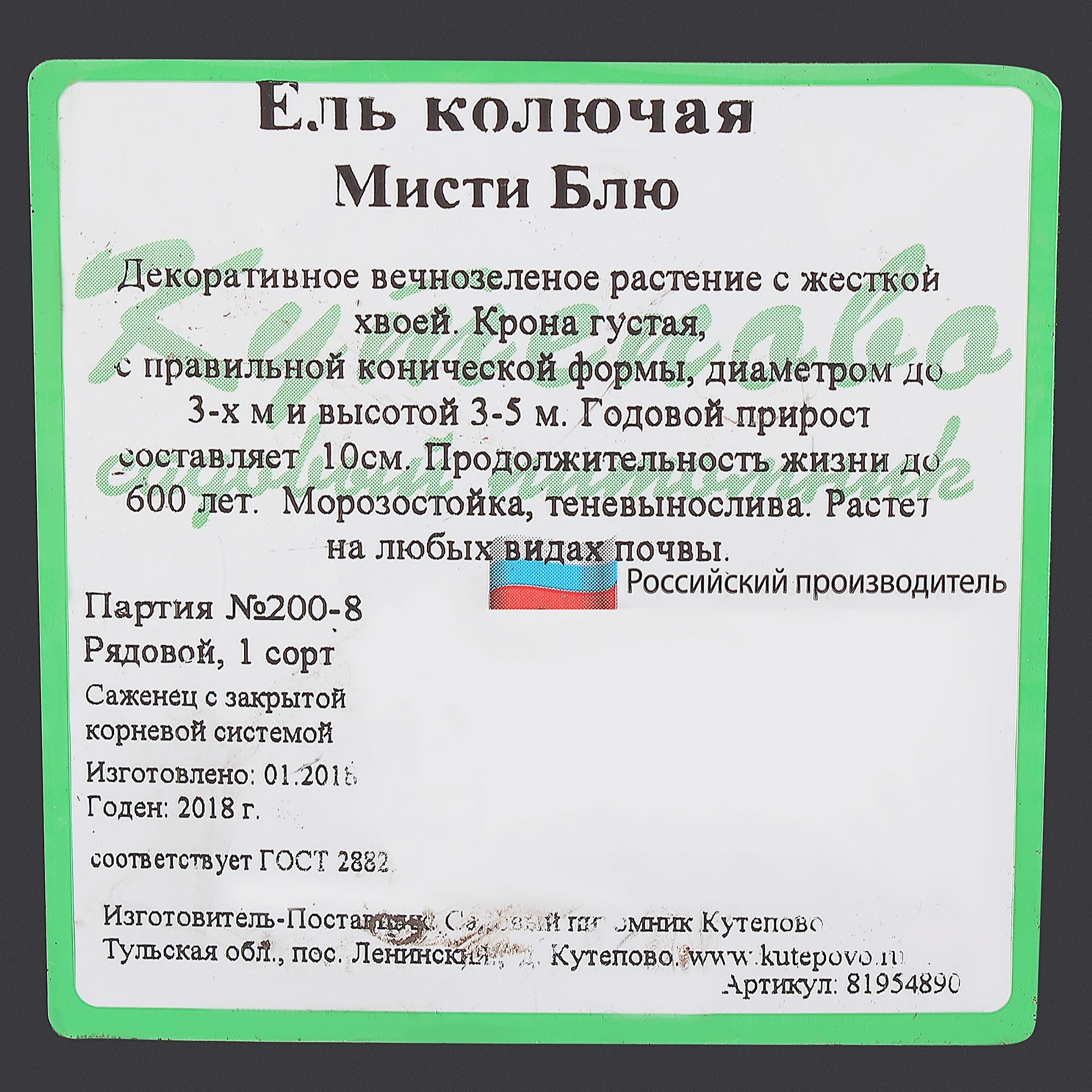 81954890 Ель колючая С2.4 «Мисти Блю» h40 Santreyd  - Вид №1