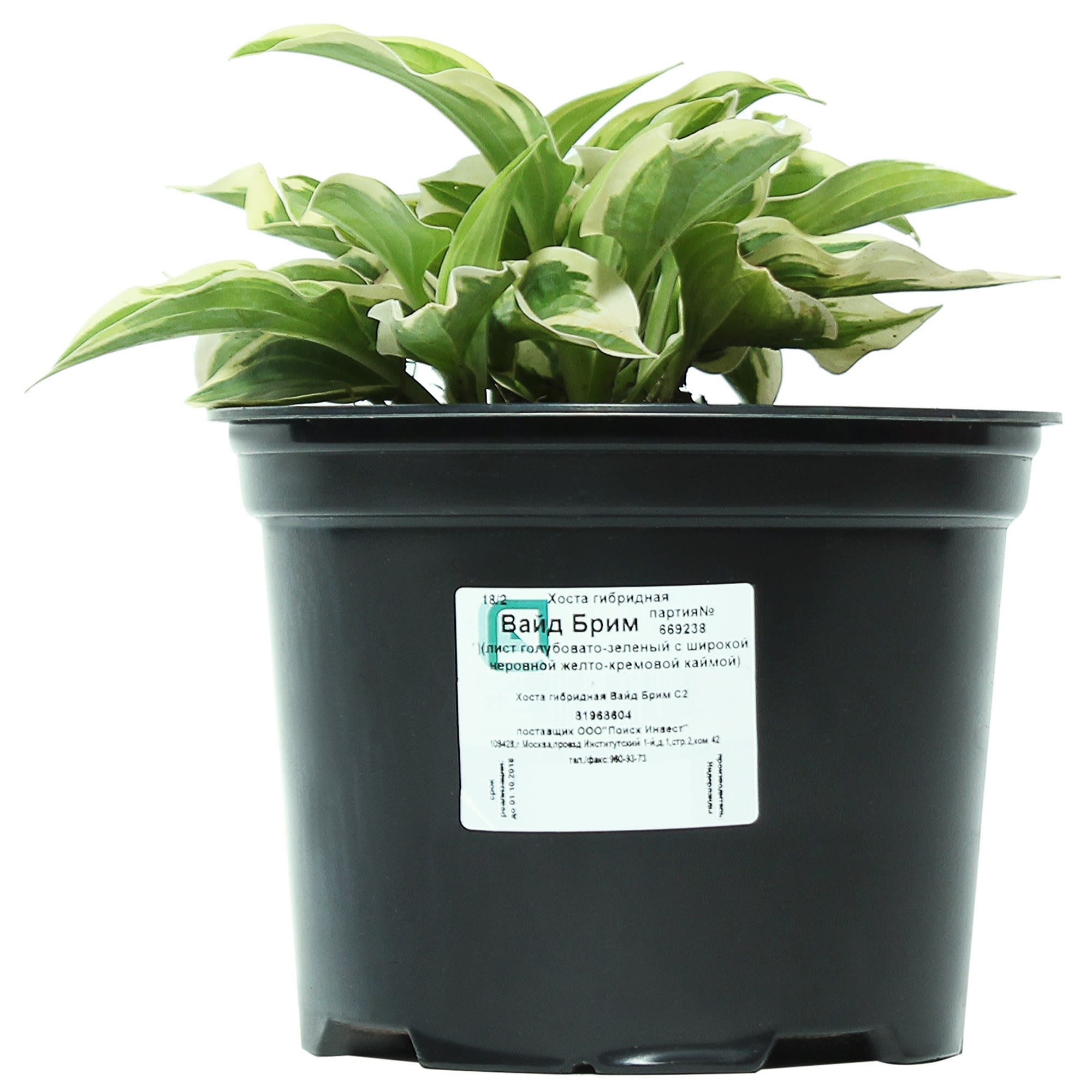 81968604 Хоста гибридная «Вайд Брим», контейнер 1.5-2 л Santreyd  - Вид №2