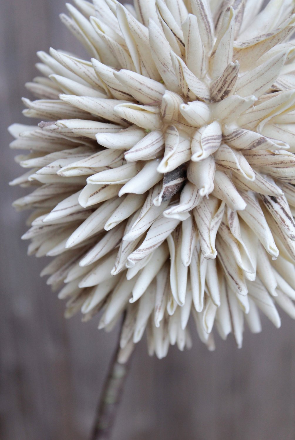 7890 976 a3 Искусственный мягкий цветок 'allium', 80 см, серый H-andreas  - Вид №3