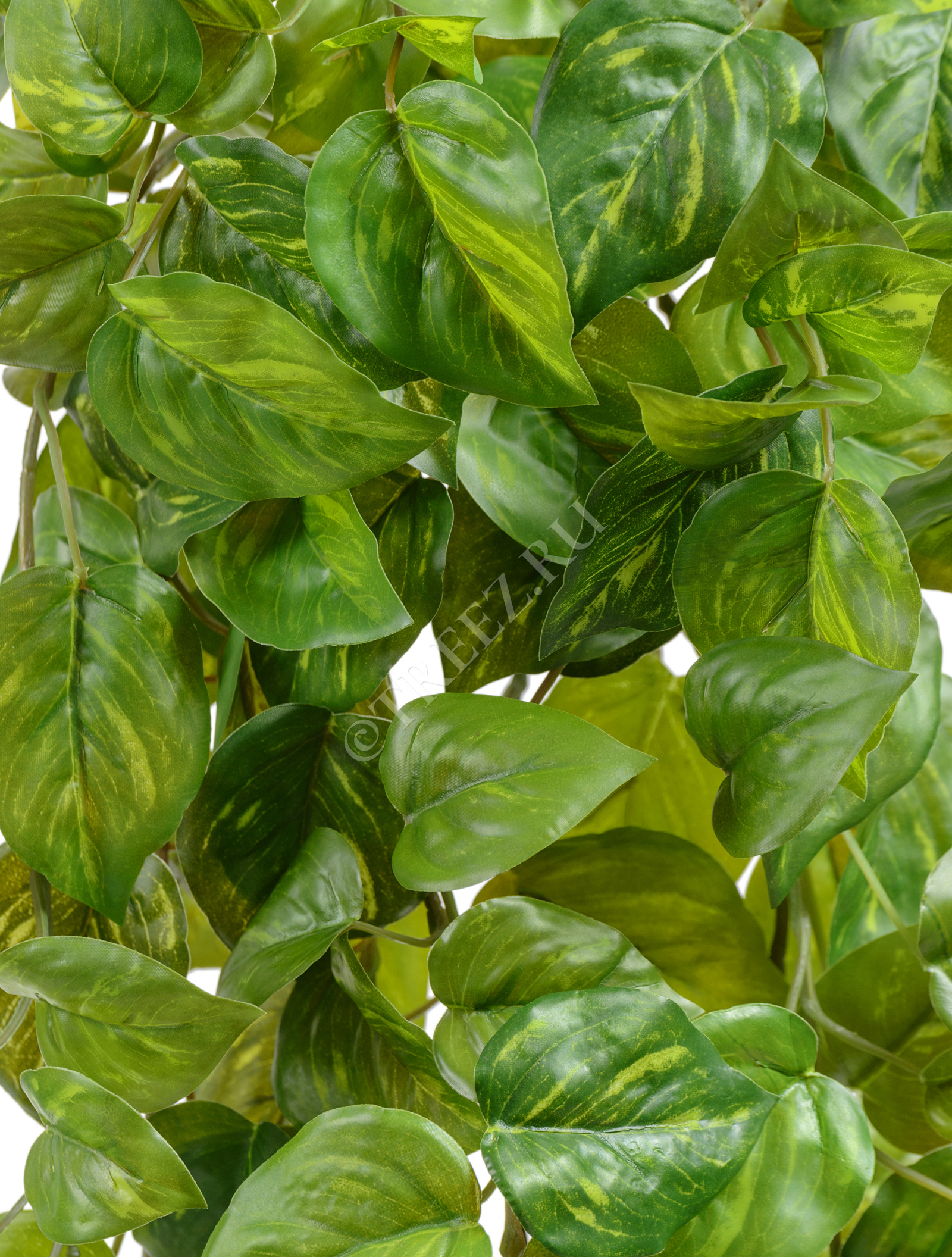 20.05200264GY-M Потос Ауреум ампельный Цветочная коллекция  - Вид №1
