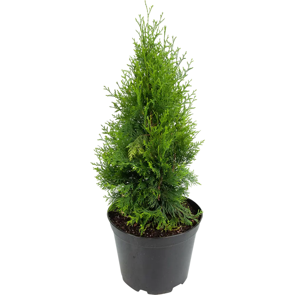 Туя западная «Голден Брабант» 22x50 см 82550329 STLM-2197952 ГАВРИШ 