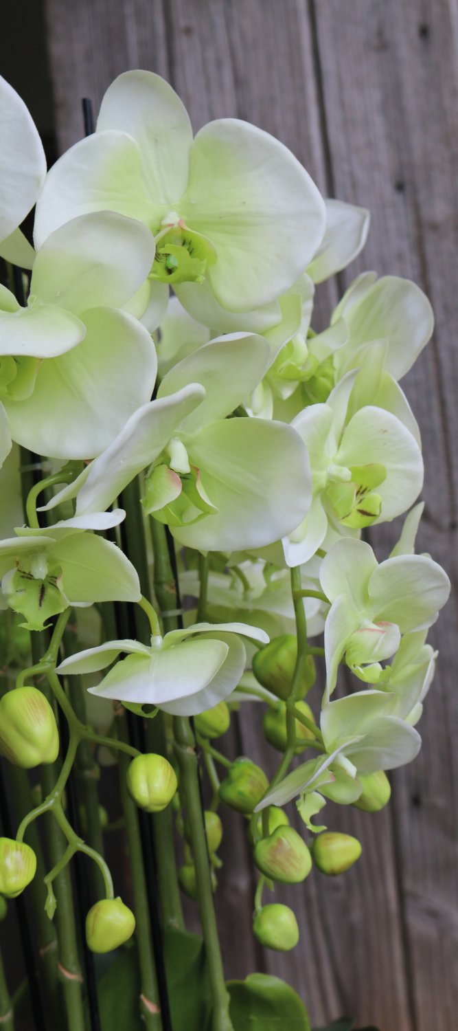 2861 788 a3 Пластиковая орхидея Phalaenopsis с 'почвой', 9-кратная, 70 см, real touch, бежево-зеленая H-andreas  - Вид №2