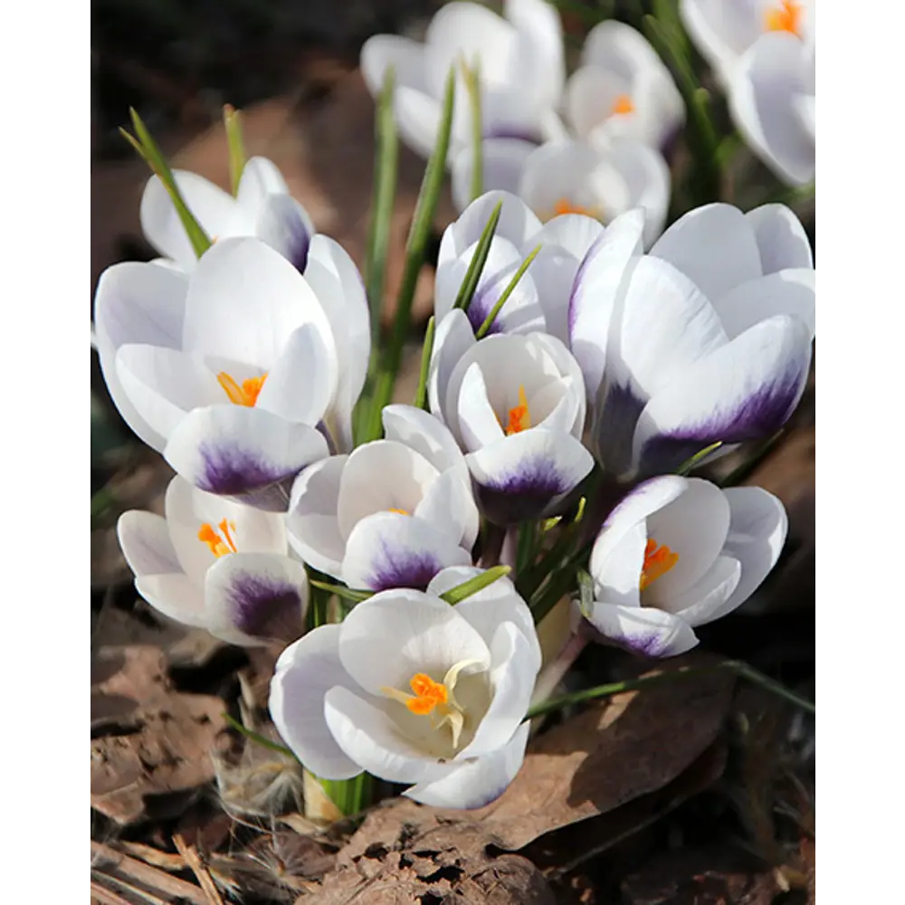 Крокус Принц Клаус от ПОИСК - изысканные луковицы для весеннего сада 89381273 STLM-1578148