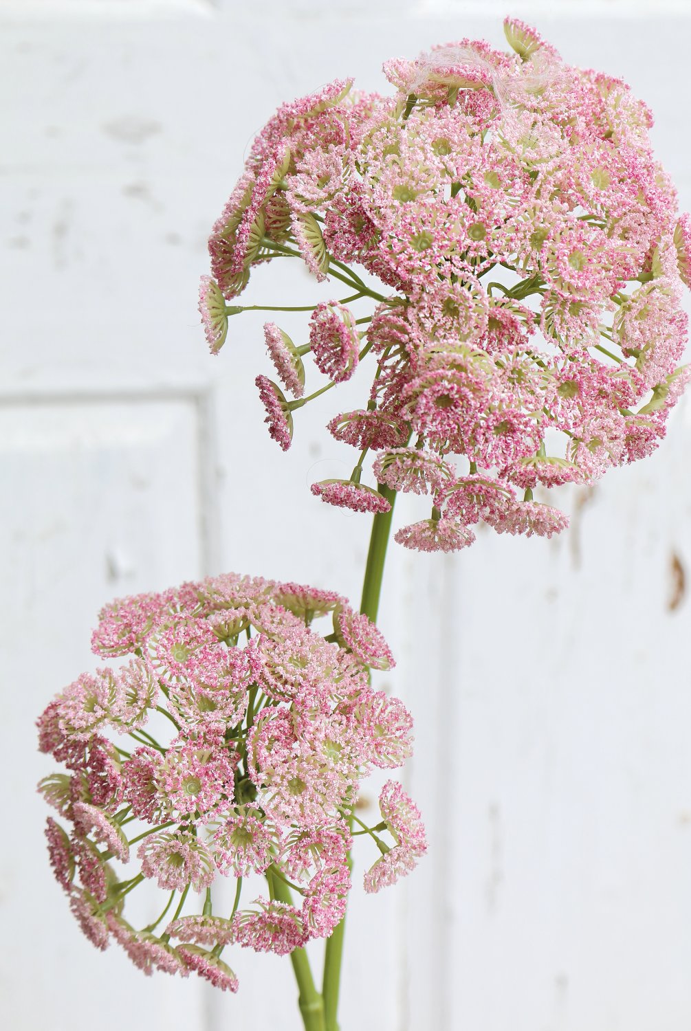 3305 510 a3 Искусственная дикая морковь, 83 см, розовая H-andreas 