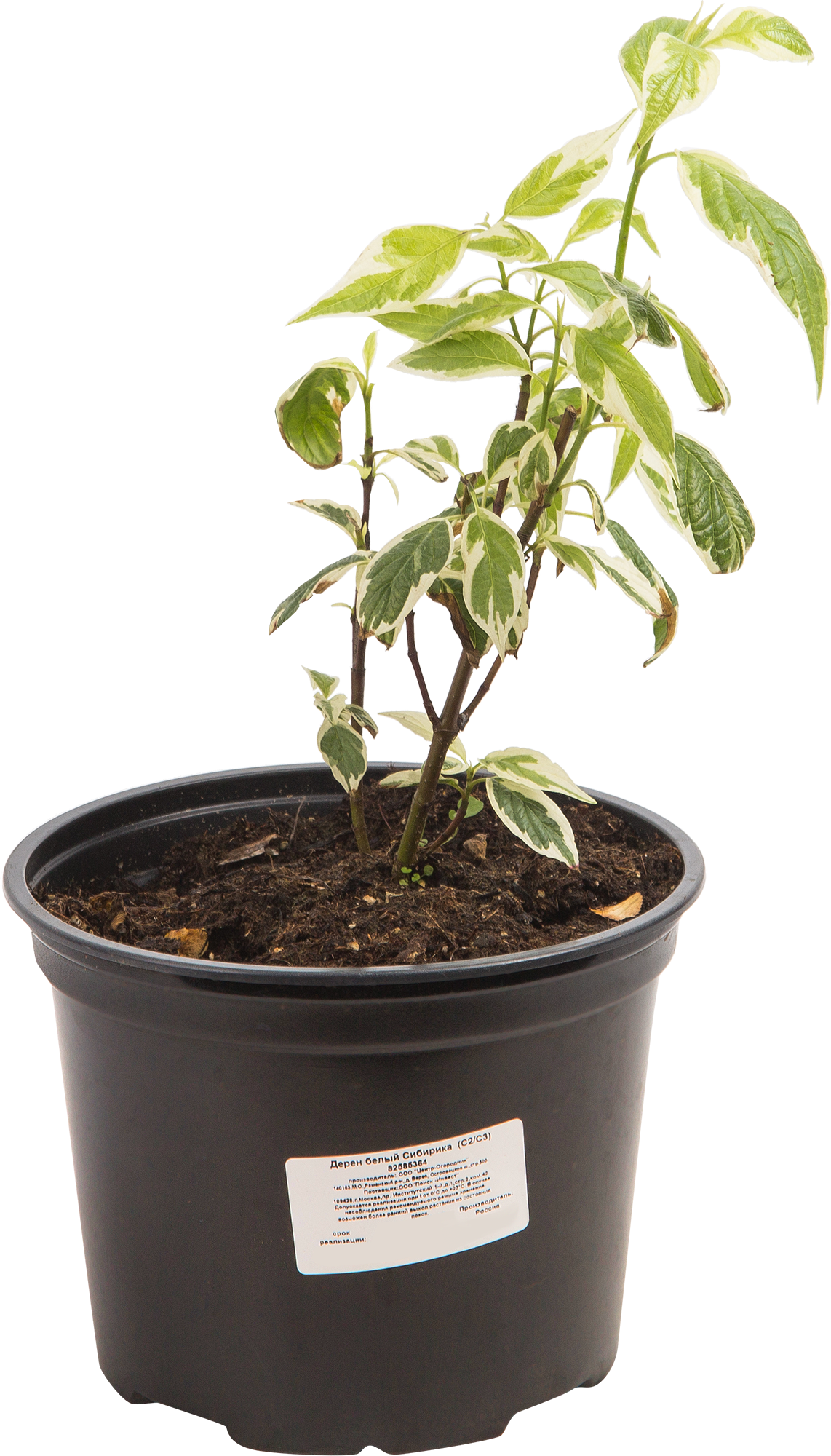 Дёрен белый «Сибирика» — саженец для живых изгородей и ландшафтного дизайна 82585364