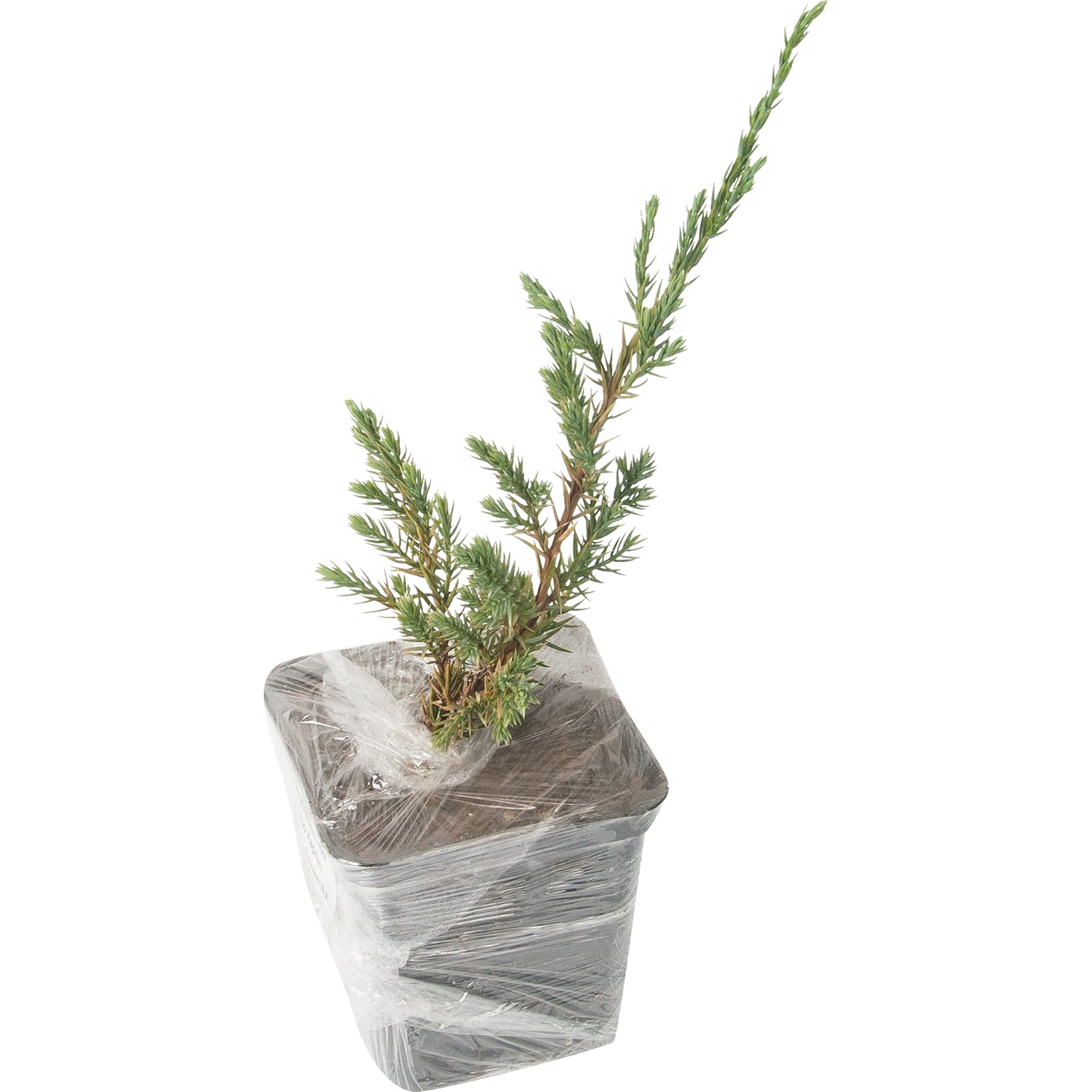 82155356 Можжевельник чешуйчатый «Блю Карпет» в коробке Santreyd  - Вид №1