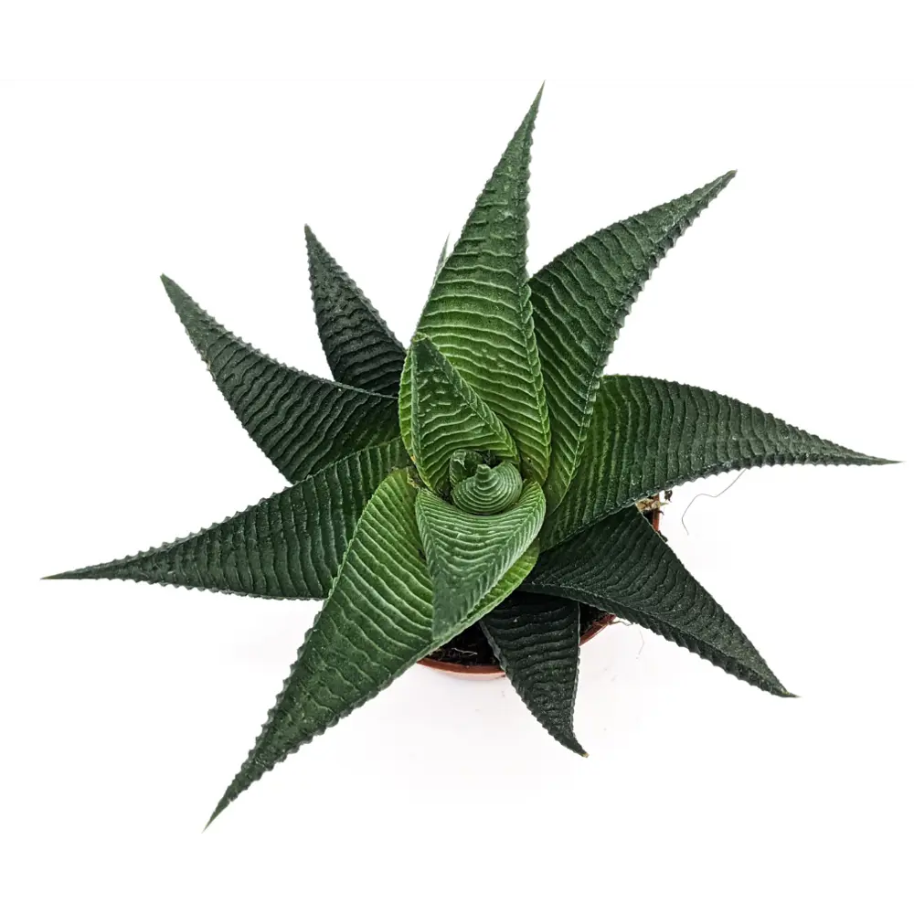 Santreyd Хавортия Лаймифолия Твист — суккулент с узорчатыми листьями 83677219 STLM-0043328 - Вид №1