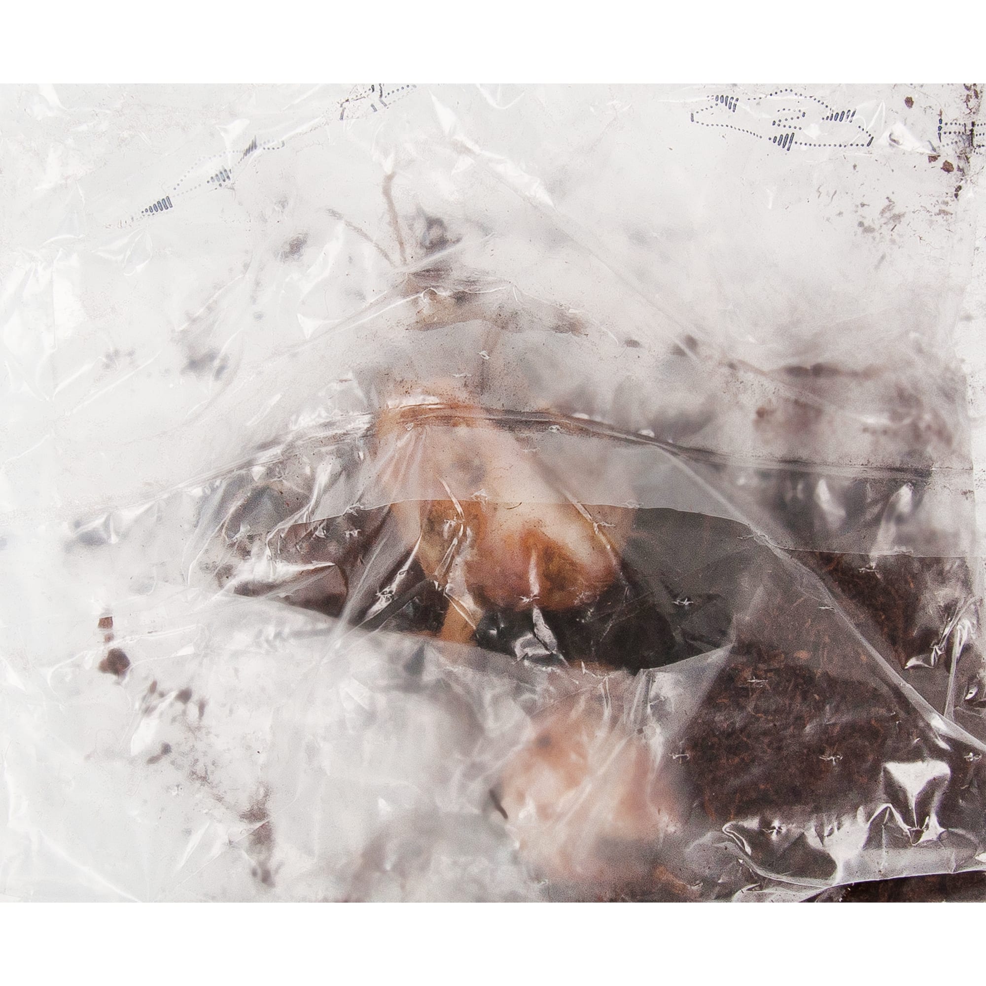 83761001 Лилия гибридная Салмон луковица 12/14 Santreyd  - Вид №2