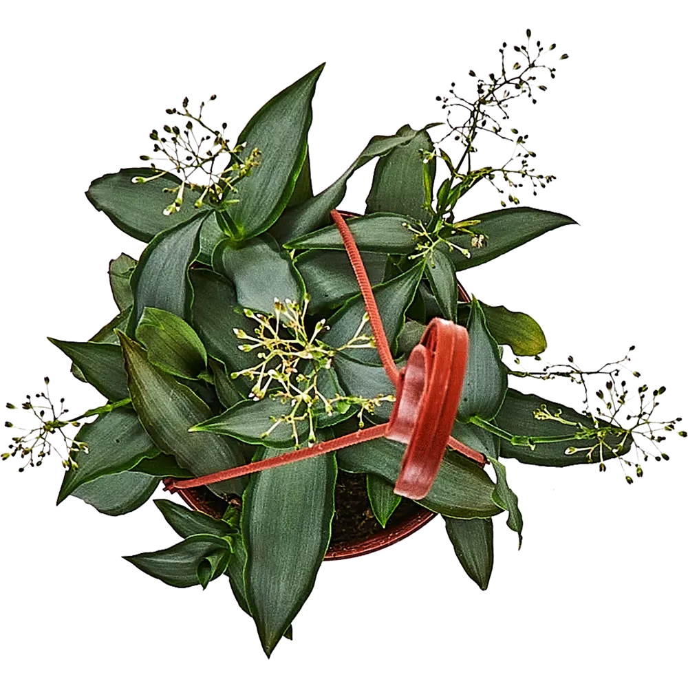 Santreyd Мурдания в подвесном кашпо с серебристыми листьями 89338384 STLM-1359363 - Вид №2