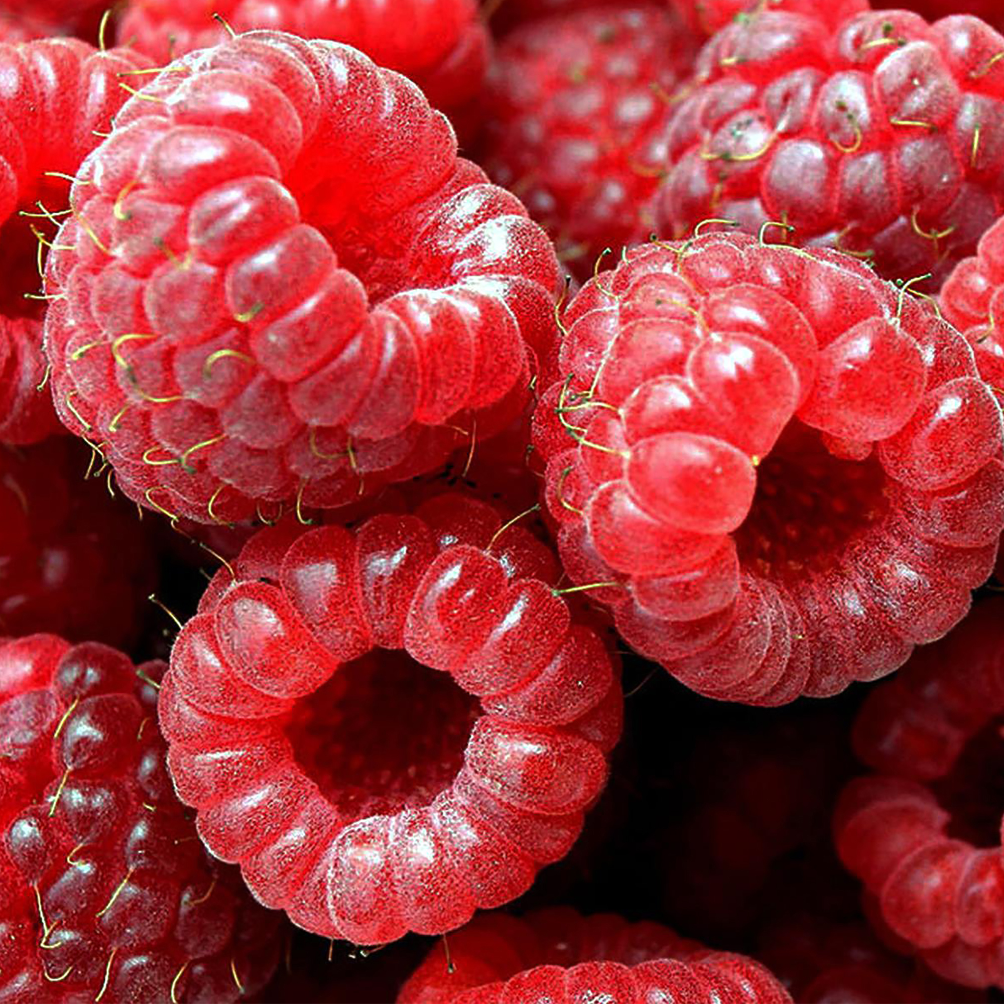 Саженец малины Santreyd - традиционные сорта в контейнере V2-3л 17897395 STLM-0008950