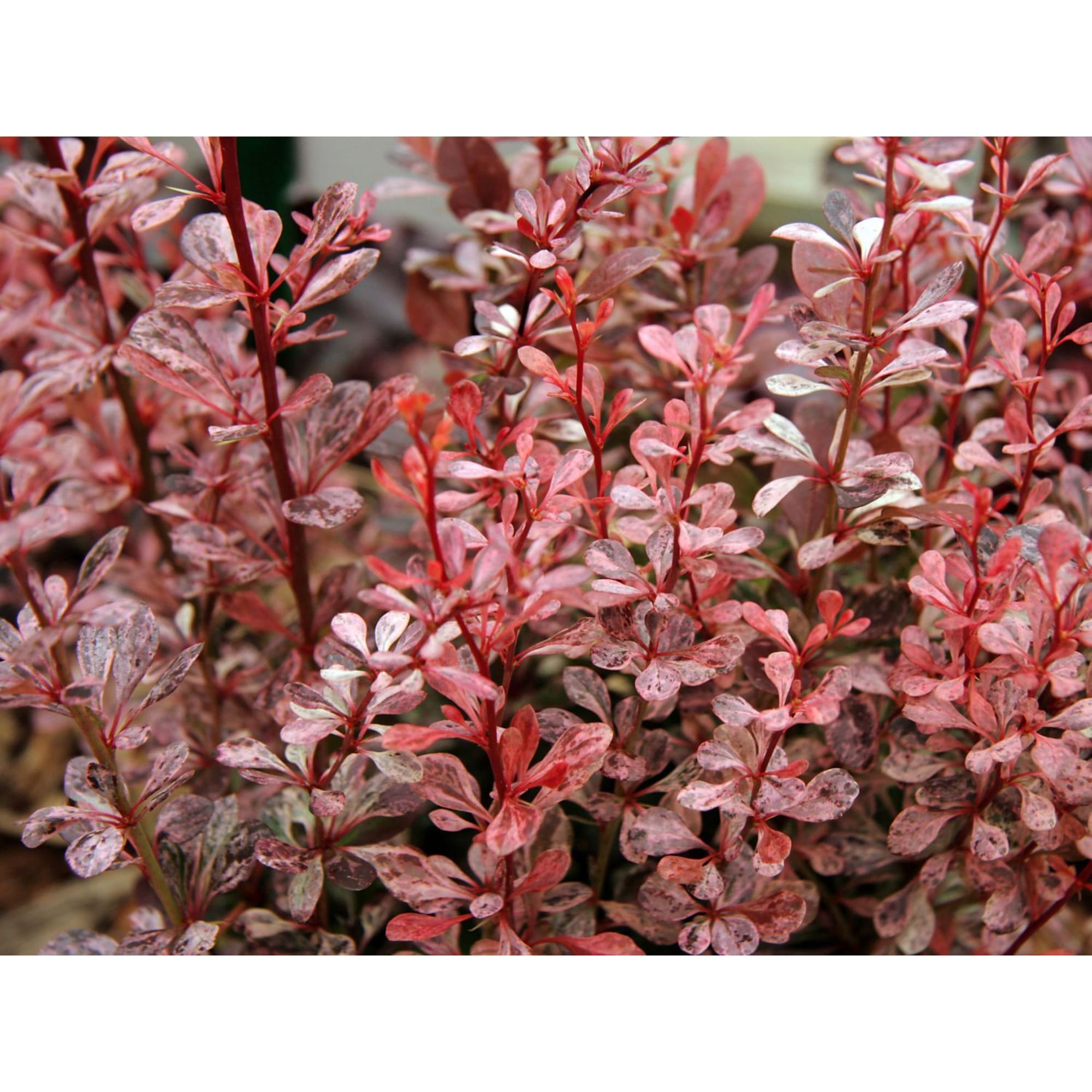 85325455 Барбарис Тунберга Харлеквин ø17 h30 см Santreyd 