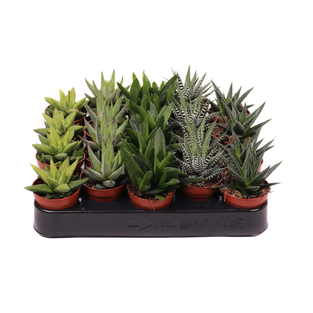 Santreyd Хавортия микс - суккулент для современного интерьера 89390767 STLM-1414748