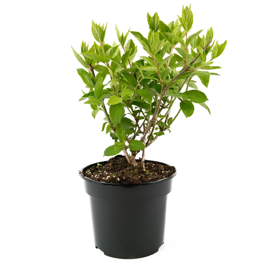 Гортензия метельчатая Grandiflora - пышное цветение для вашего сада 84841595 Santreyd STLM-0966338 - Вид №1