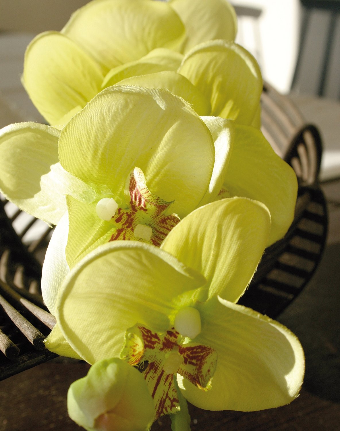 2423 788 a2 Искусственная орхидея Phalaenopsis, 92см, кремово-зеленая H-andreas 